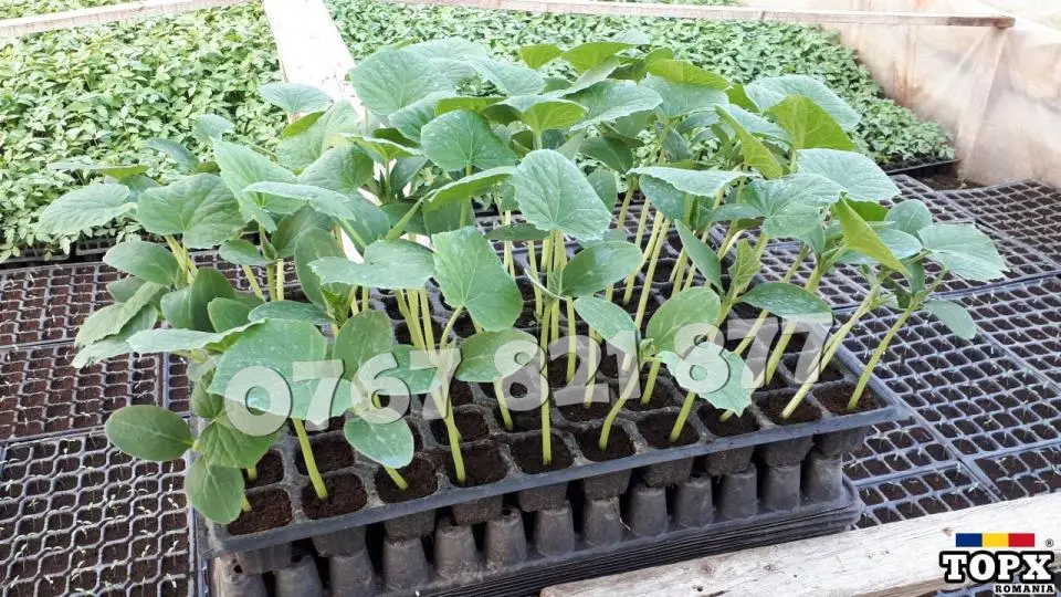 Rasaduri Legume : Rasad de Castraveti 2025