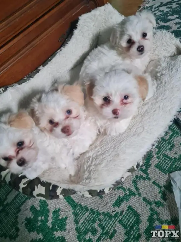 Bichon maltez mini toy