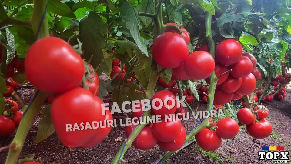 Rasaduri Legume | Rasad de Rosii / Tomate 2025