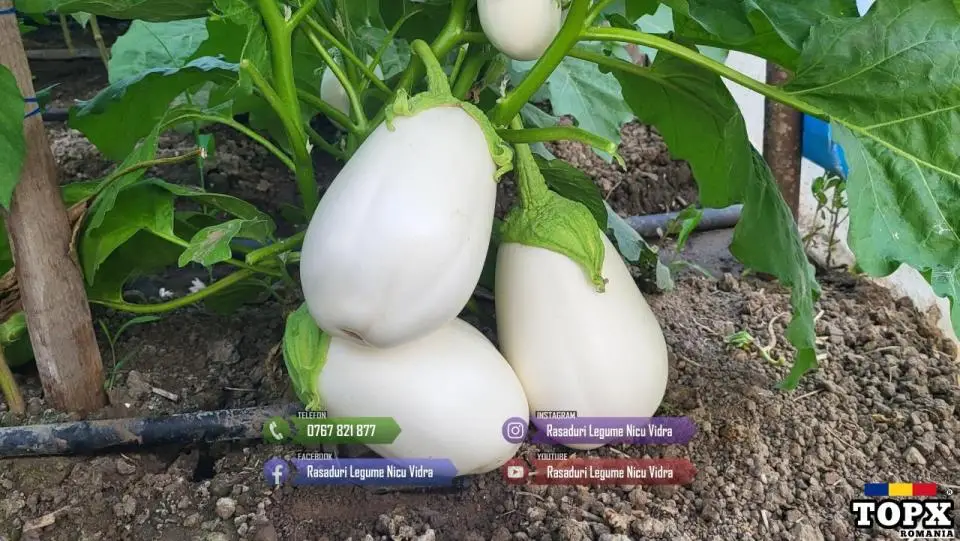 Rasaduri Legume : Rasad de Vinete