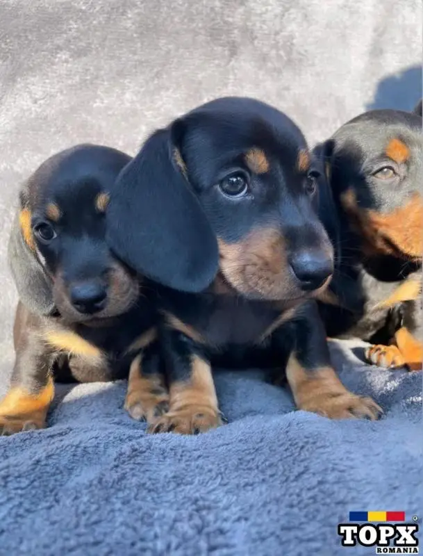 Vand pui Teckel Tekel - 1