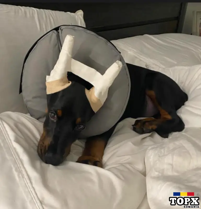 Doberman Puppies for Sale