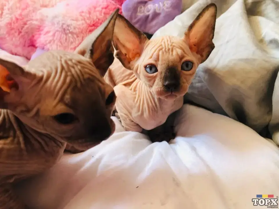 Pisicute Sphynx