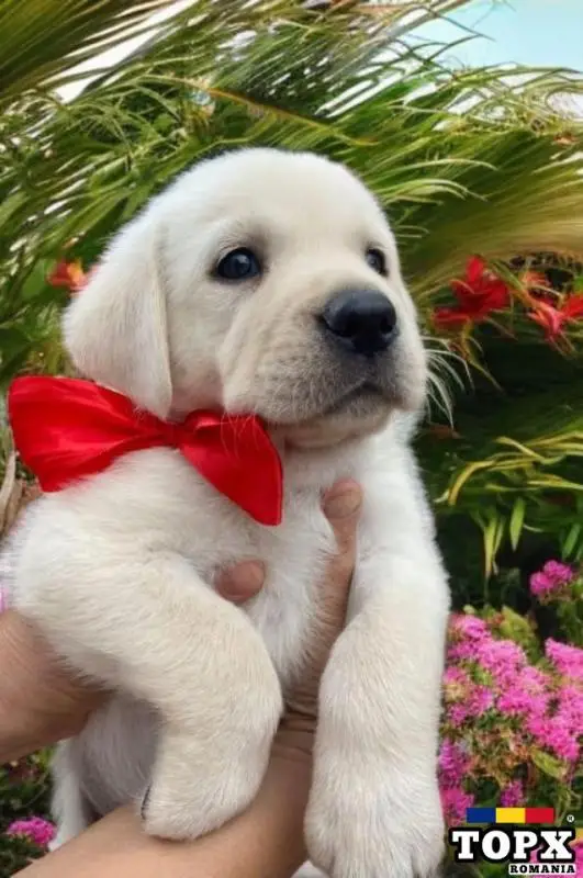 Cățel Labrador Retriever