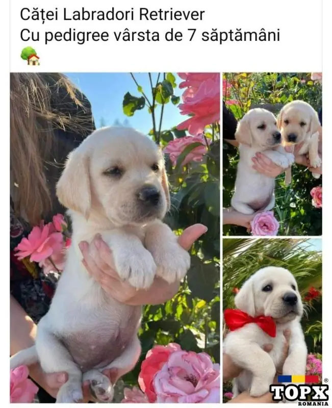 Cățel Labrador retriever