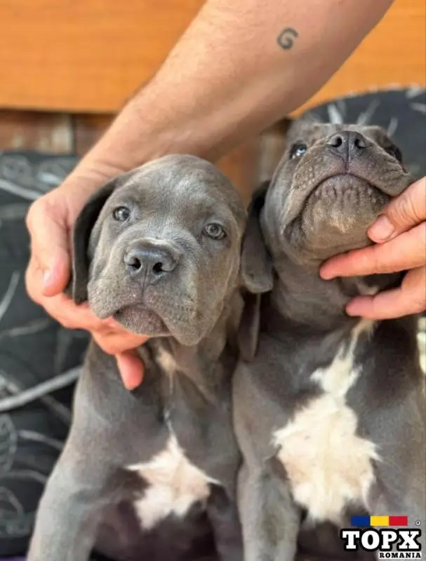 Cățeluși drăguți caută casă nouă - 3