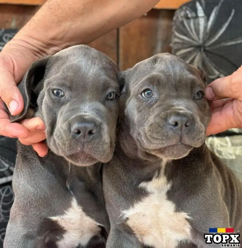 Cățeluși drăguți caută casă nouă - 4