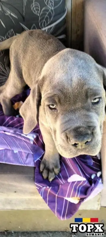 Cățeluși drăguți caută casă nouă - 6