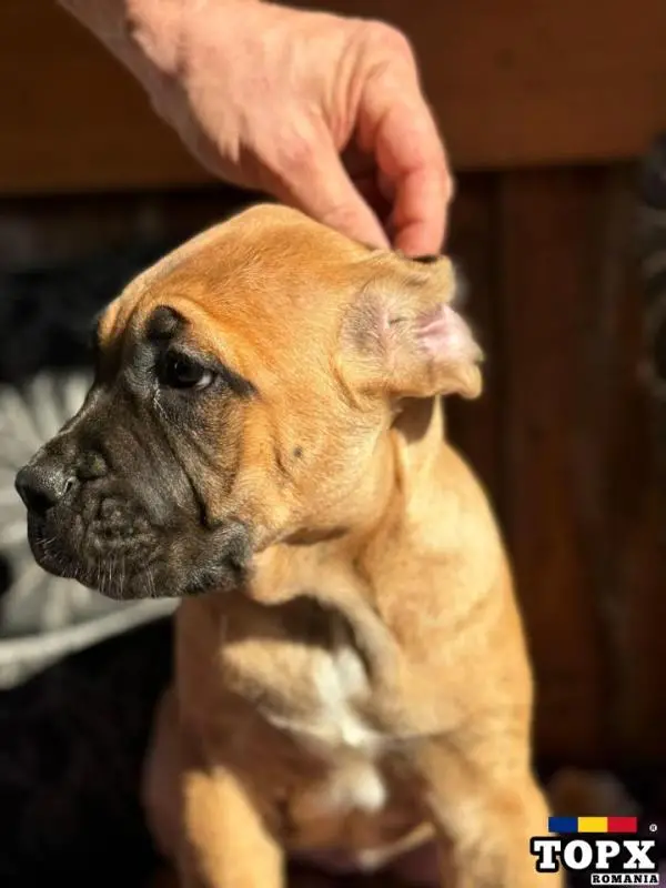 Cățeluși drăguți caută casă nouă - 5