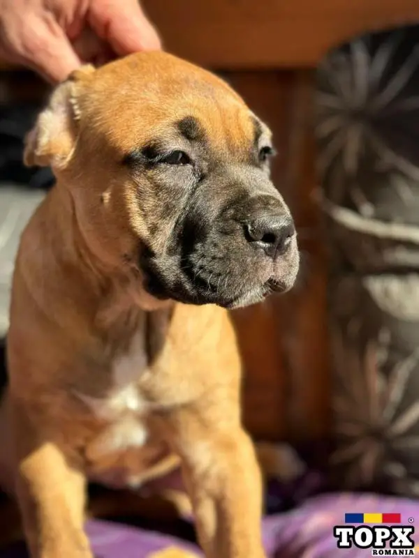 Cățeluși drăguți caută casă nouă - 7