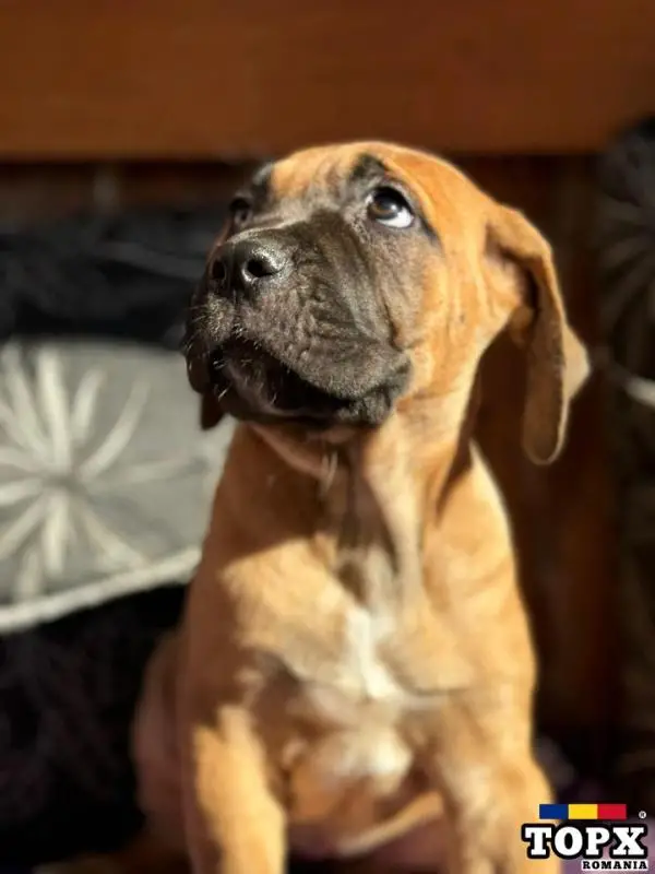 Cățeluși drăguți caută casă nouă - 8