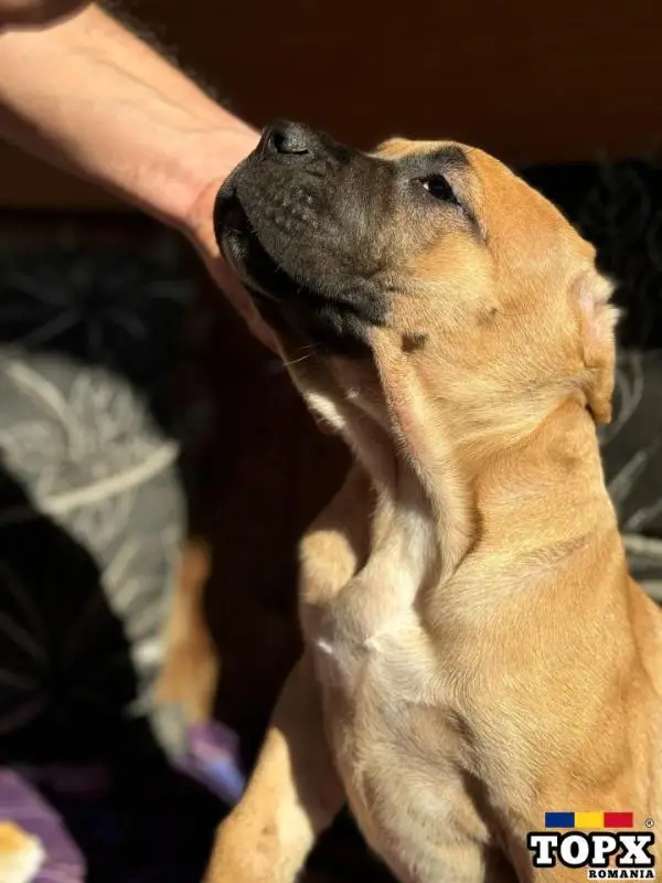 Cățeluși drăguți caută casă nouă - 9