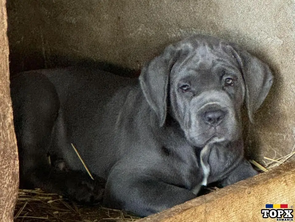 Cățeluși drăguți caută casă nouă - 10