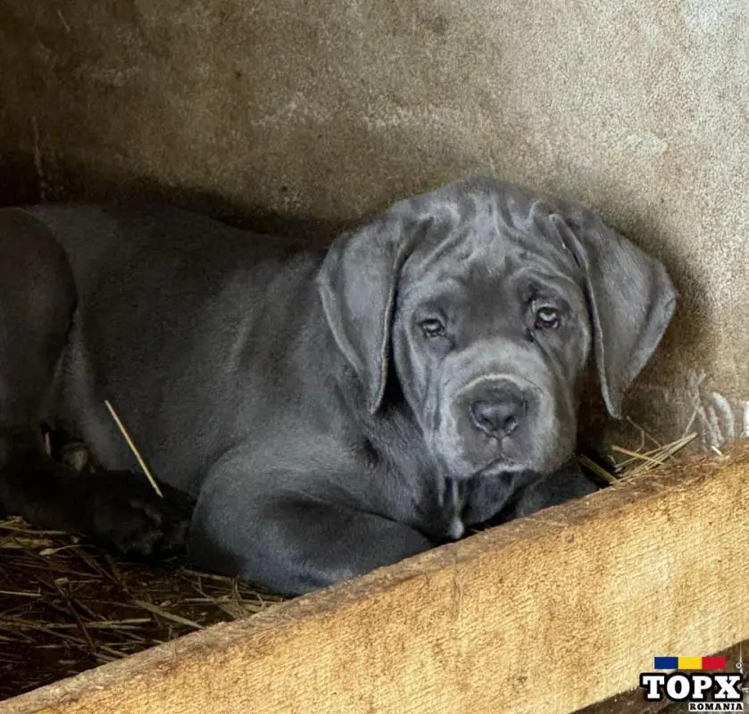 Cățeluși drăguți caută casă nouă - 11