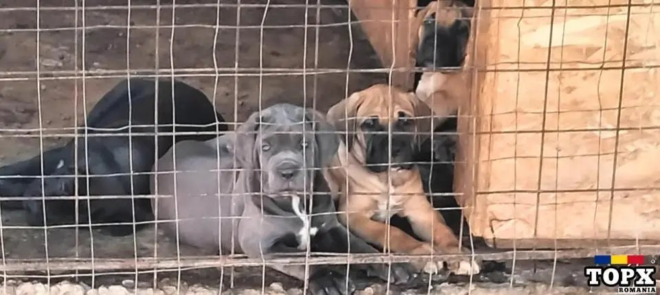 Cățeluși drăguți caută casă nouă - 13