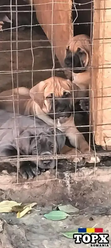 Cățeluși drăguți caută casă nouă - 14