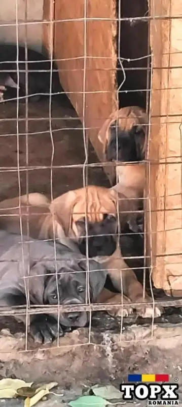 Cățeluși drăguți caută casă nouă - 15