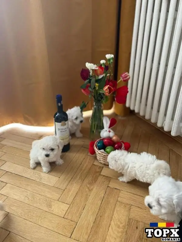 Vând pui Bichon mini toy alb perlat